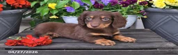 Dachshund dogs for sale: Skye - Ad 2