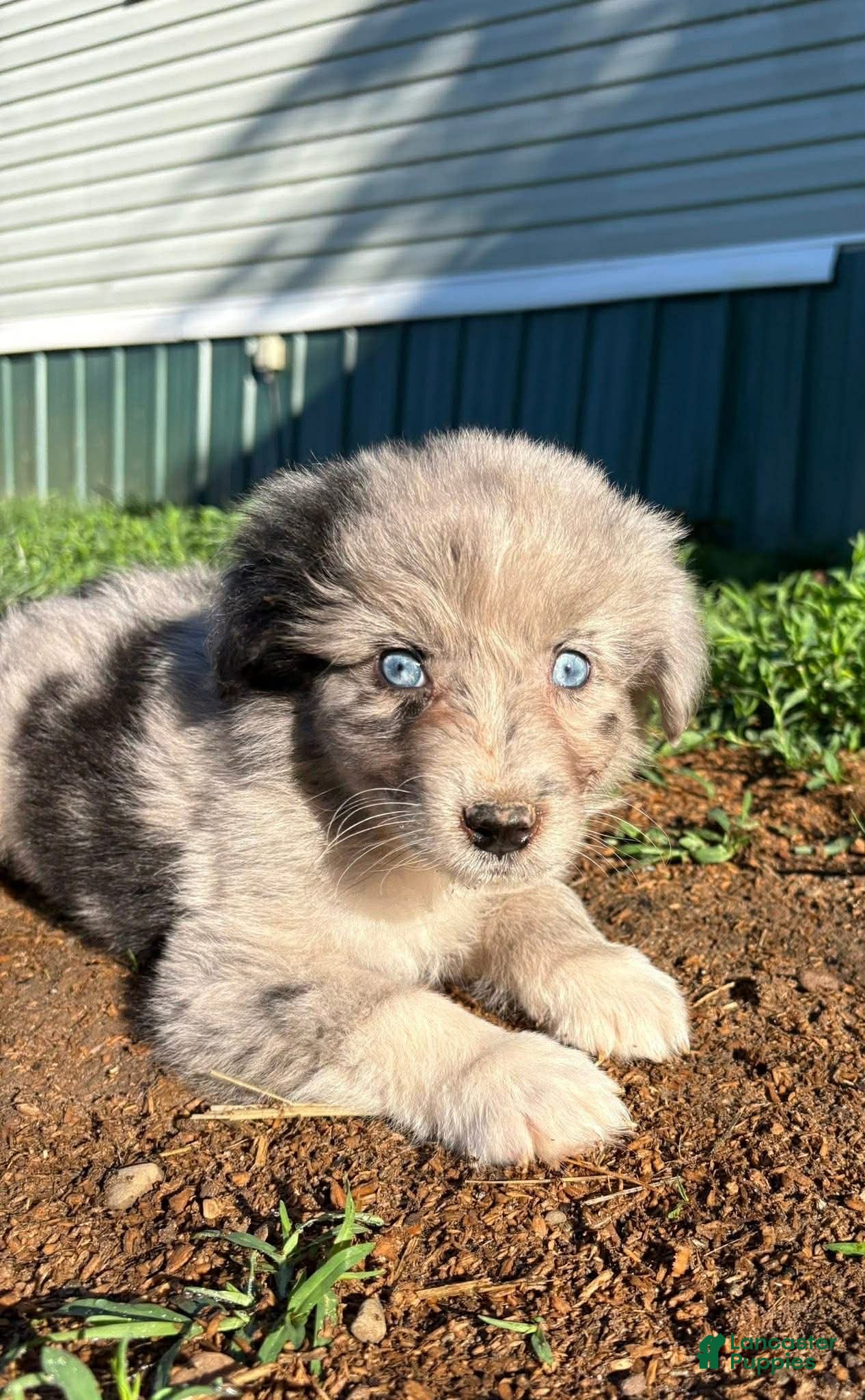 Australian Shepherd dogs Australian Shepherd Puppy 3 - Ad 36