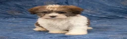 Havanese dogs for sale: Roscoe - Ad 6