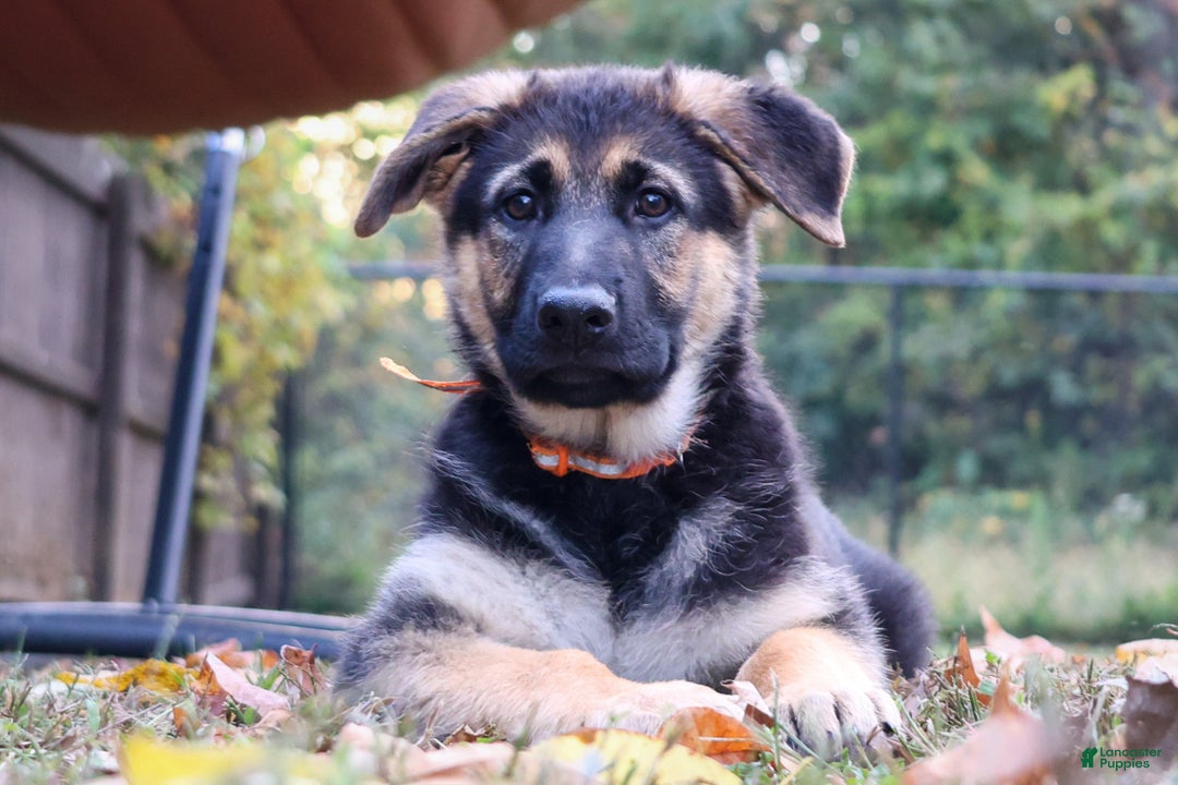 Euro Mountain Sheparnese Bernese Mountain Dog X German Shepherd