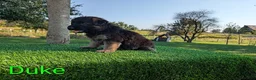 German Shepherd dogs for sale: Duke - Ad 4