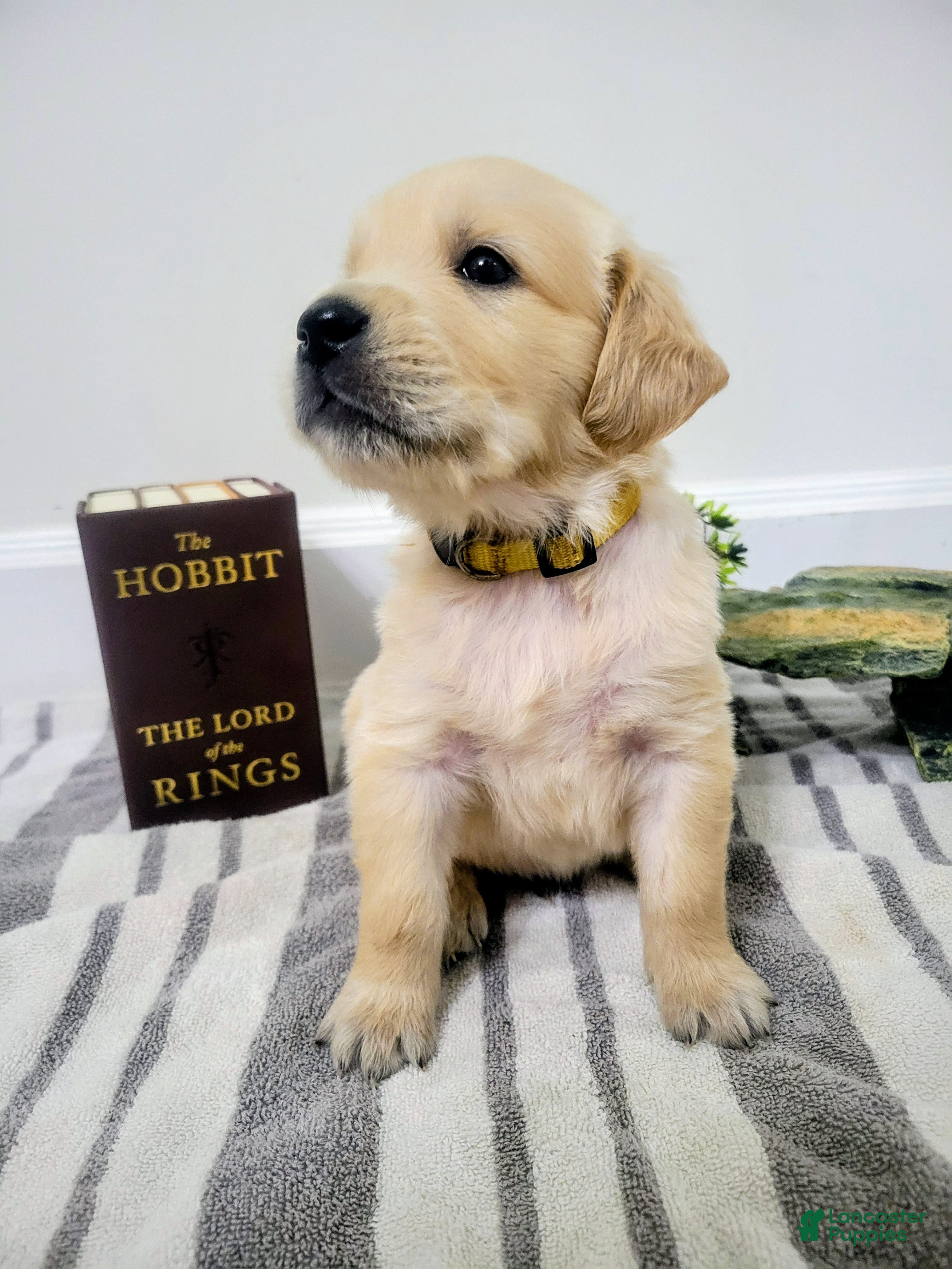 Golden Retriever dogs for sale: Legolas, Champion Sired - Ad 7