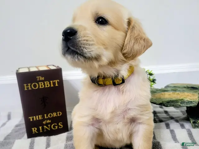 Golden Retriever dogs for sale: Legolas, Champion Sired - Ad 7