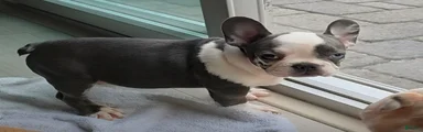 Sultan