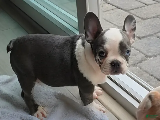 French Bulldog dogs for sale: Sultan - Ad 1