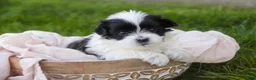 Havanese dogs for sale: Ivan Havanese Puppy  - Ad 3
