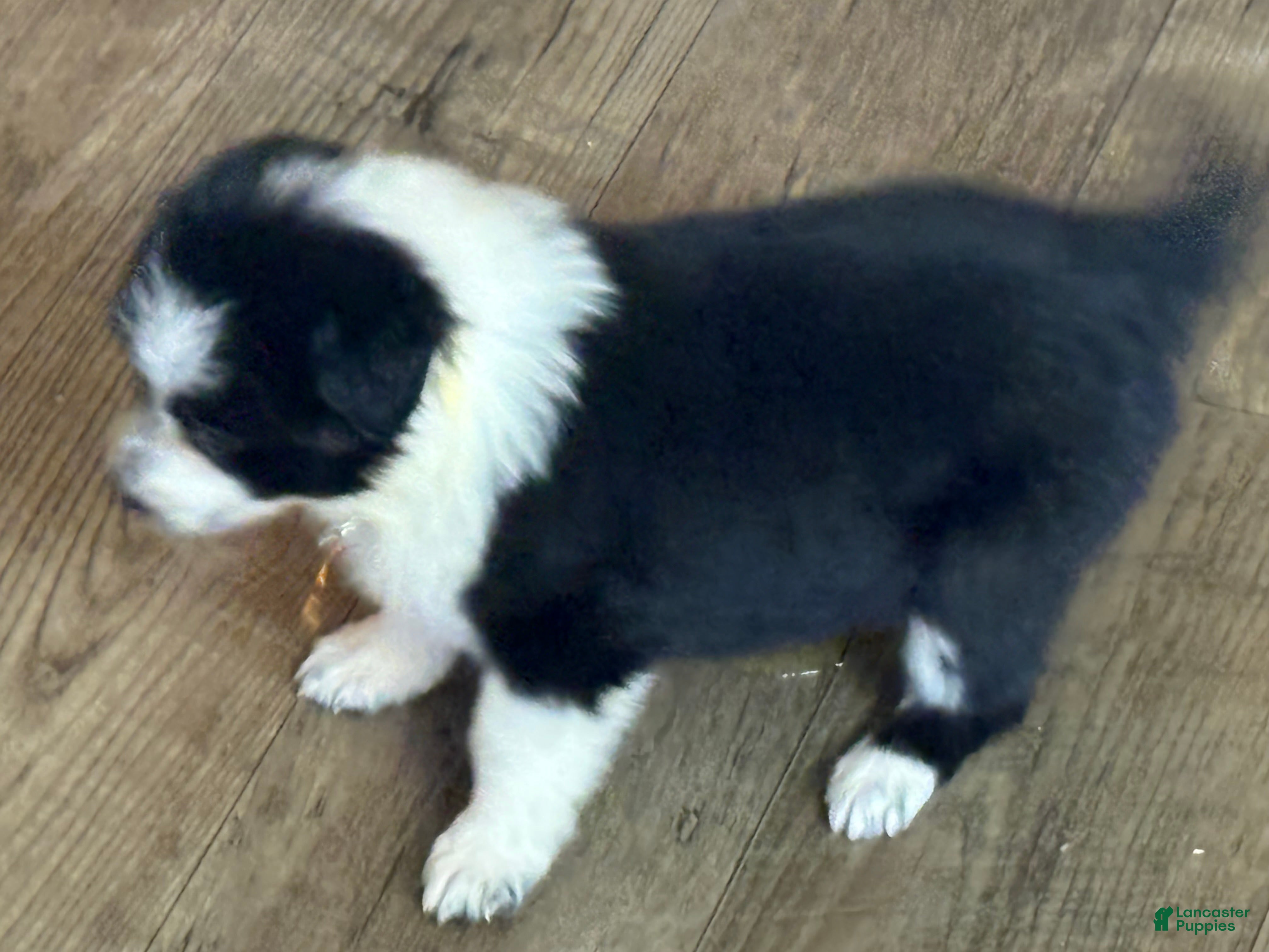 Border Collie dogs Daisy - Ad 2