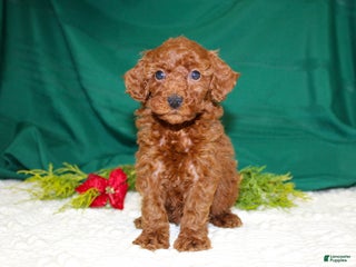 Miniature Poodle dogs - Ad 4