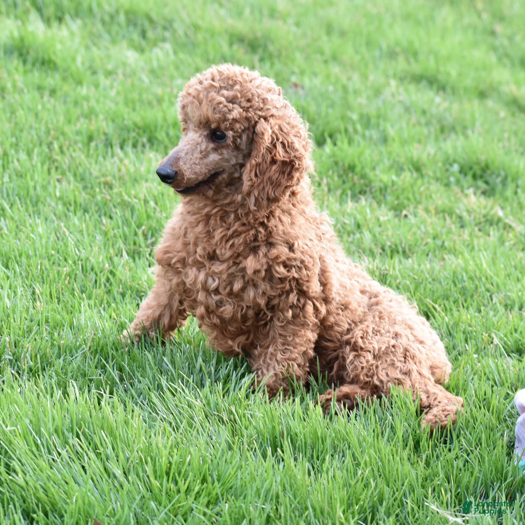 Miniature Poodle dogs for sale: Candie - Ad 9