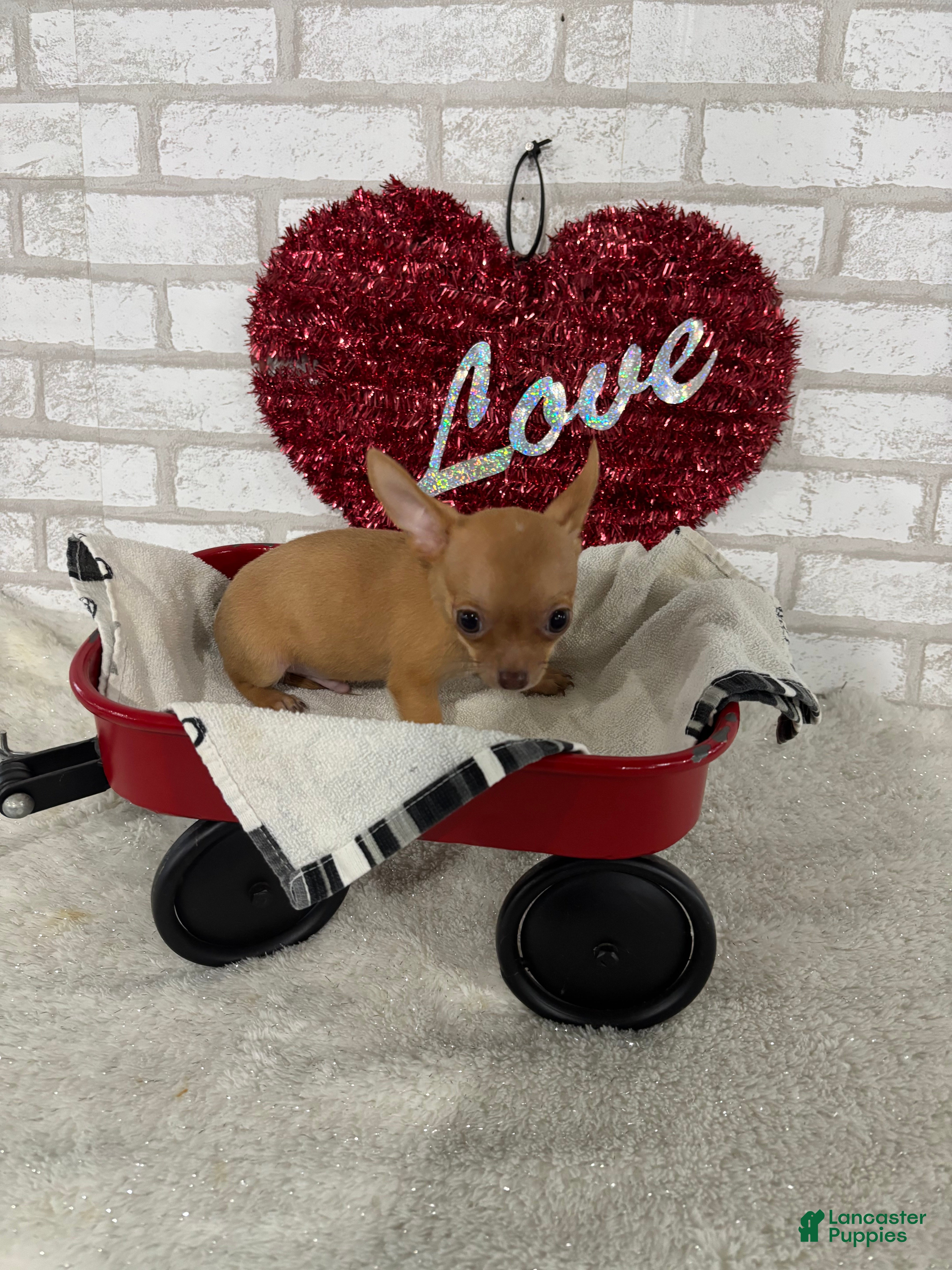 Chihuahua dogs Rusty - Ad 1