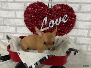 Chihuahua dogs for sale: Rusty - Ad 3