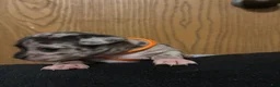 Chihuahua dogs for sale: Chihuahua 2 - Ad 4