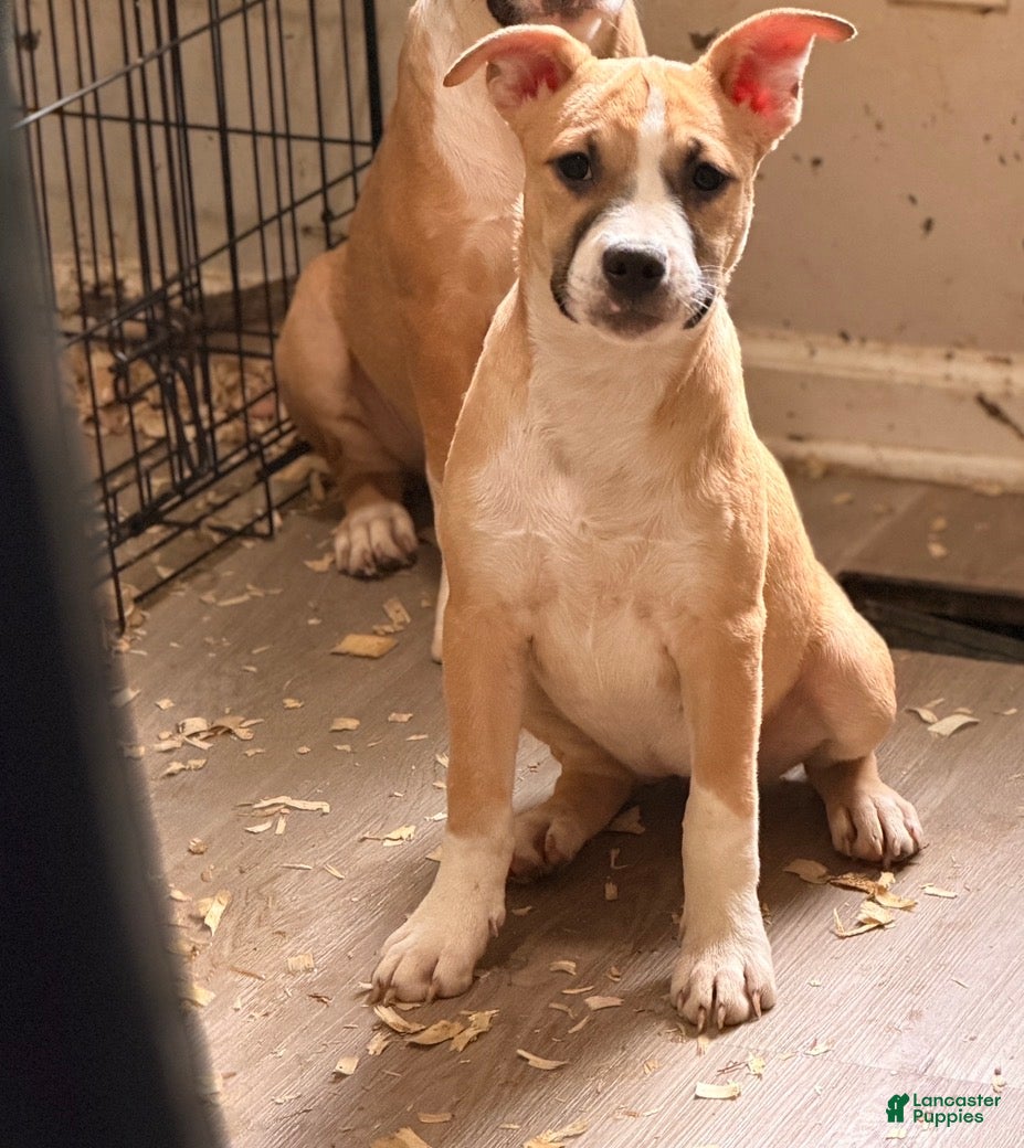 Mixed Breed dogs Cookie - Ad 38