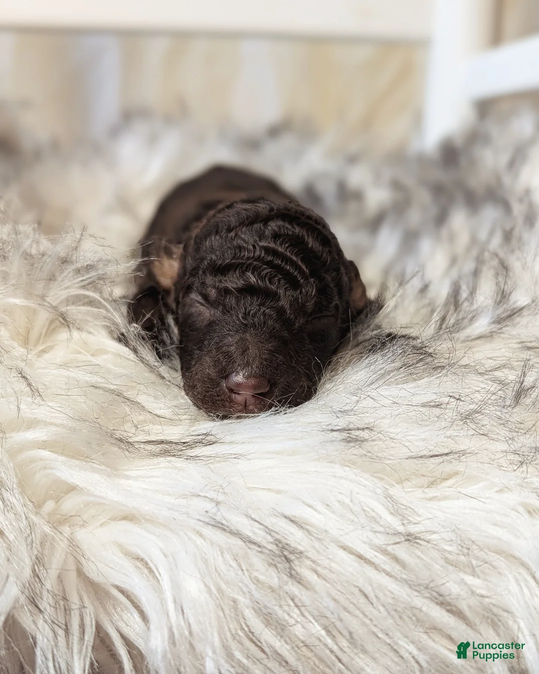 Mixed Breed dogs for sale: KARATE KID - Ad 6