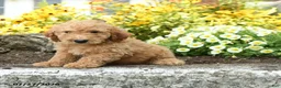 Mini Goldendoodle dogs for sale: Travis - Ad 2