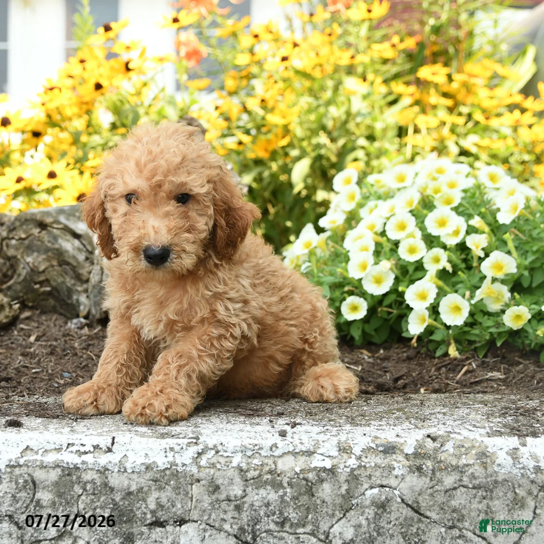 Mini Goldendoodle dogs for sale: Travis - Ad 2