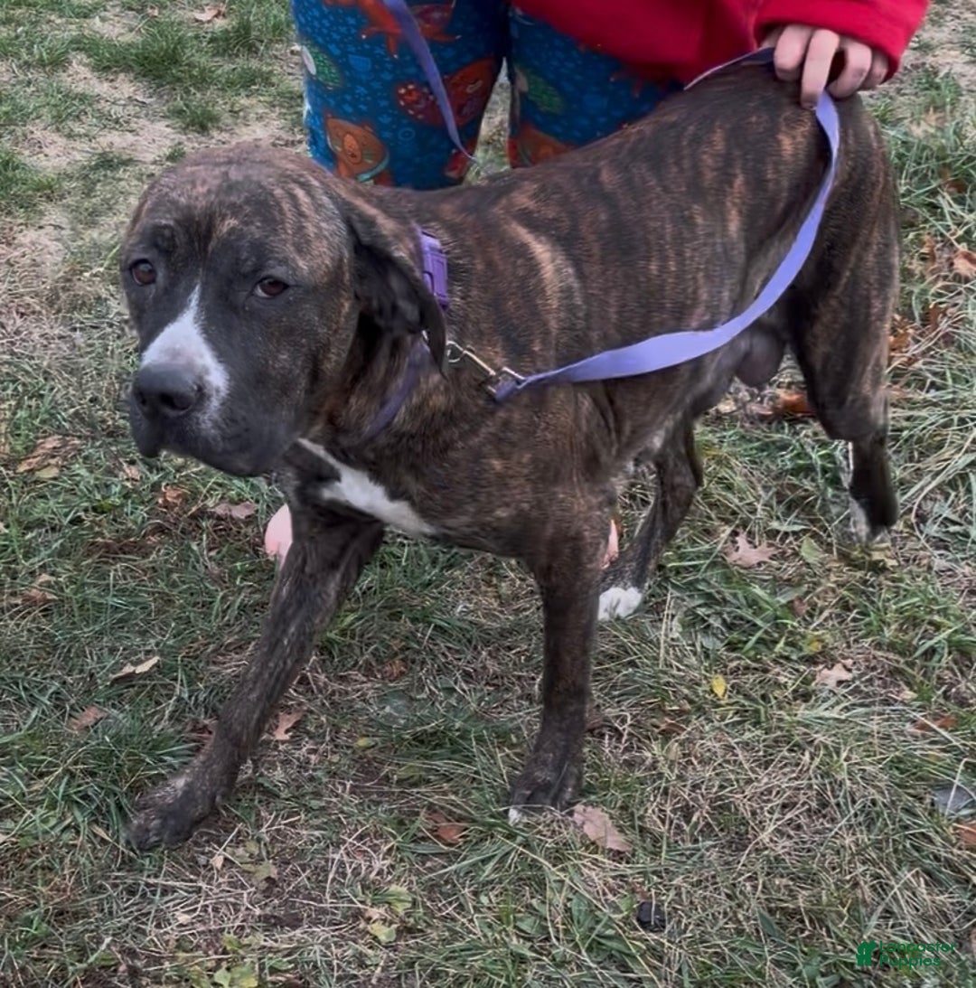 Mixed Breed dogs for sale: Puffball - Ad 17