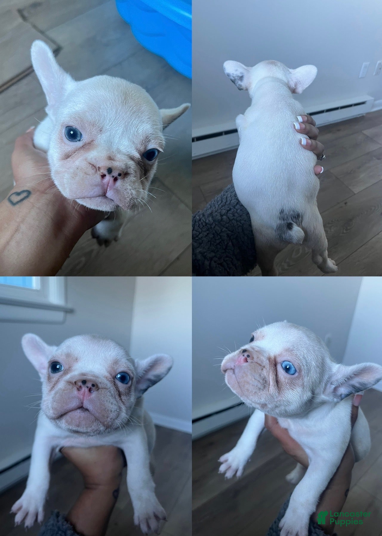 French Bulldog dogs Snow - Ad 22