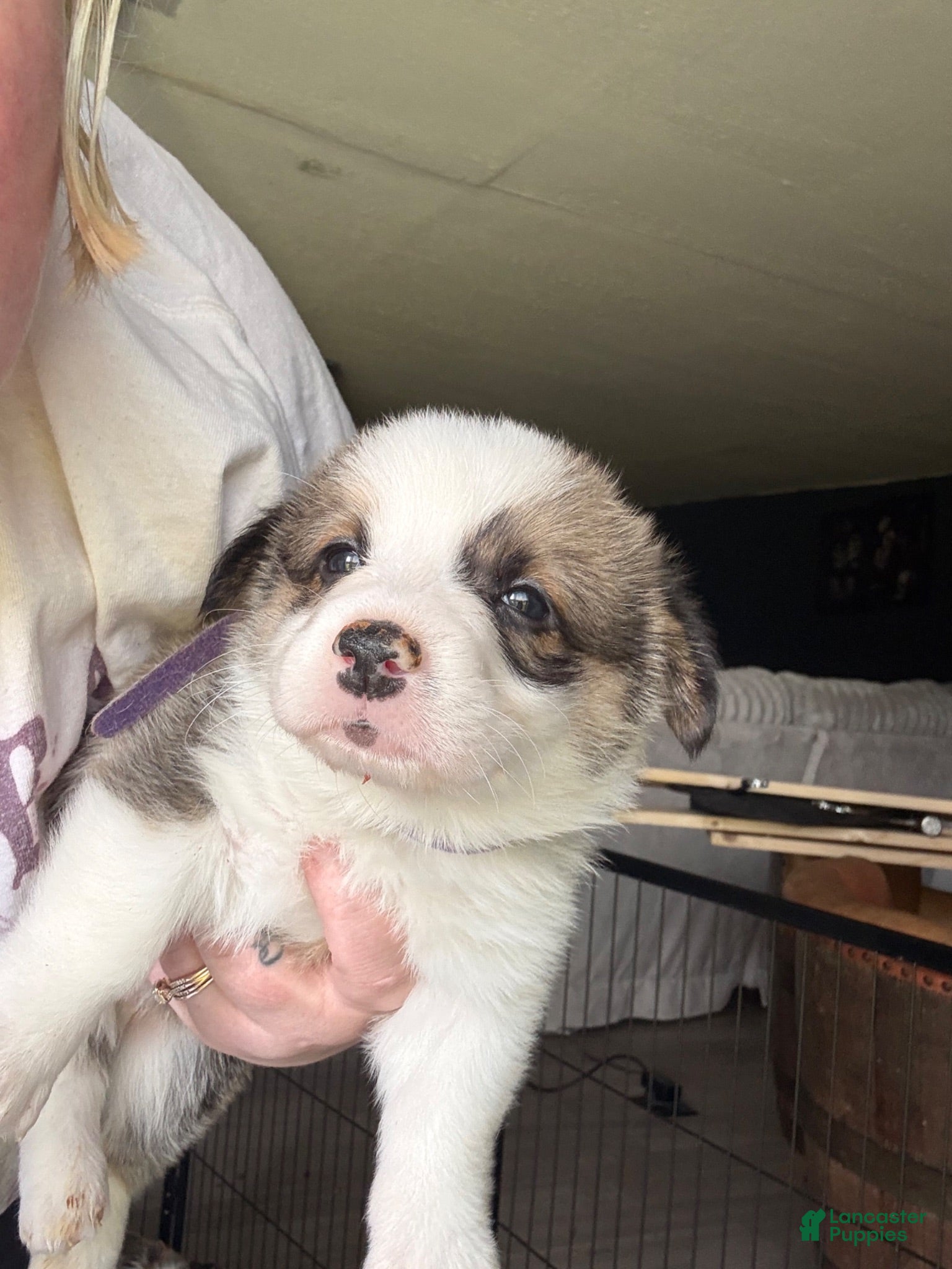 Welsh Corgi Pembroke dogs Rowdy - Ad 29