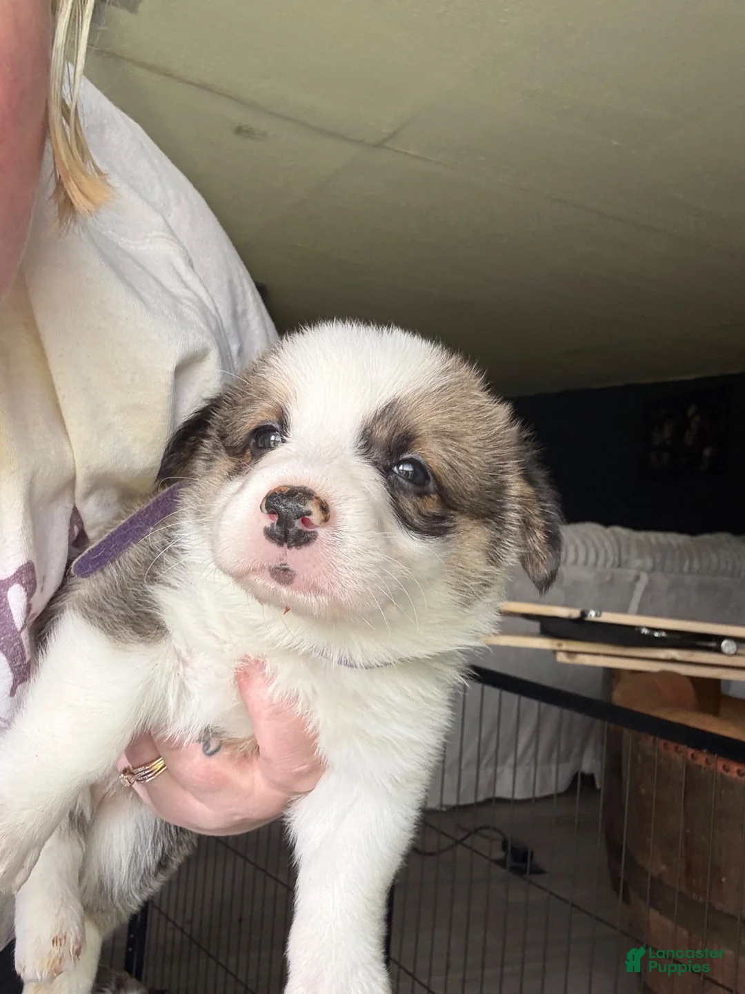 Welsh Corgi Pembroke dogs for sale: Rowdy - Ad 1