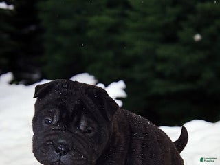 Shar Pei dogs Raven mini - Ad 3