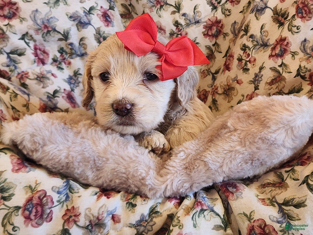 Mixed Breed dogs for sale: Lacey - Ad 4