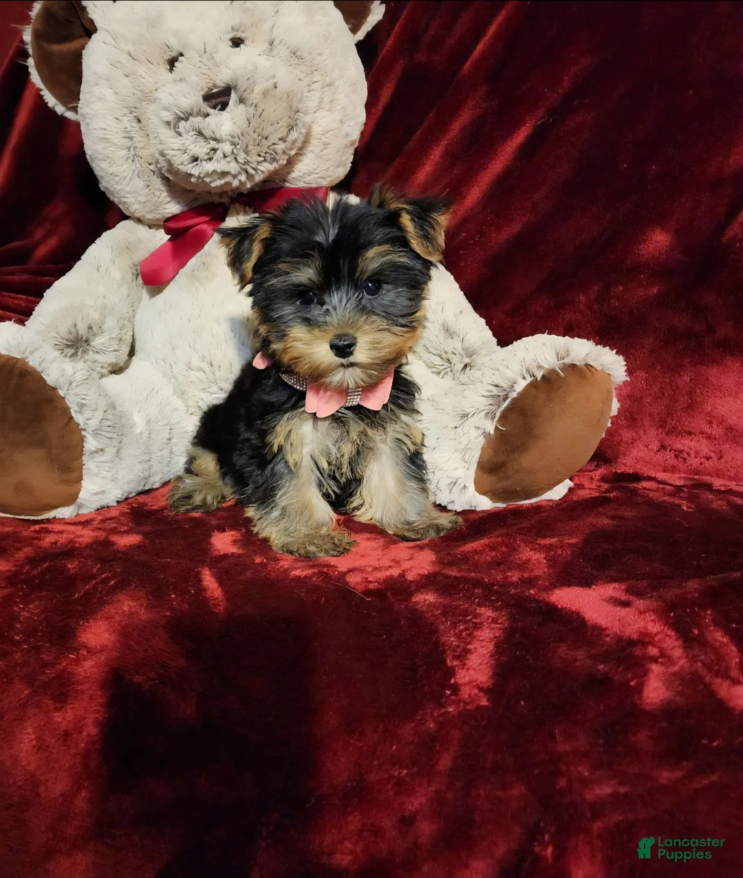 Yorkshire Terrier dogs for sale: MISS MAUI - Ad 1