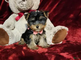 Yorkshire Terrier dogs MISS MAUI - Ad 17