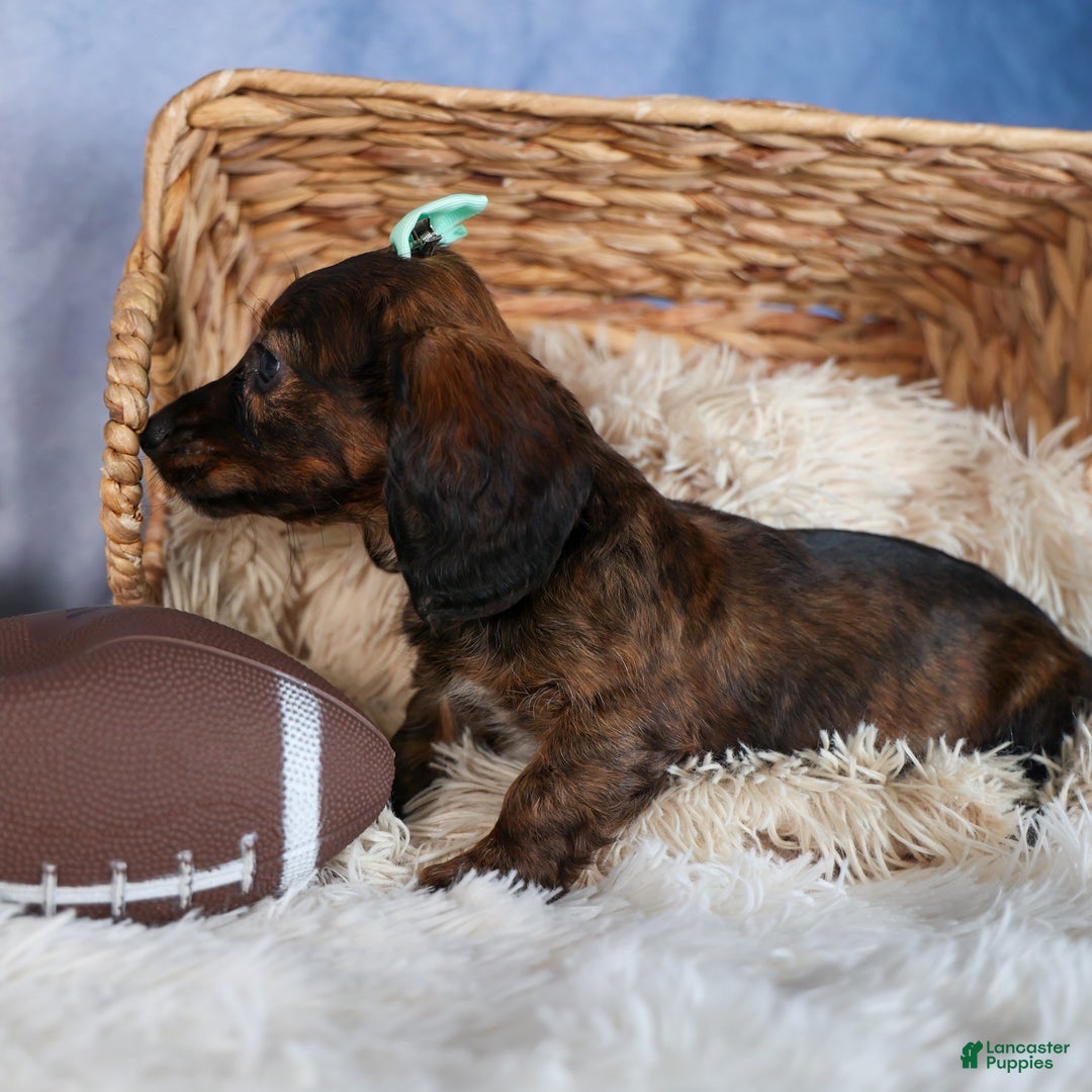 Miniature Dachshund dogs for sale: Cleo - Ad 8