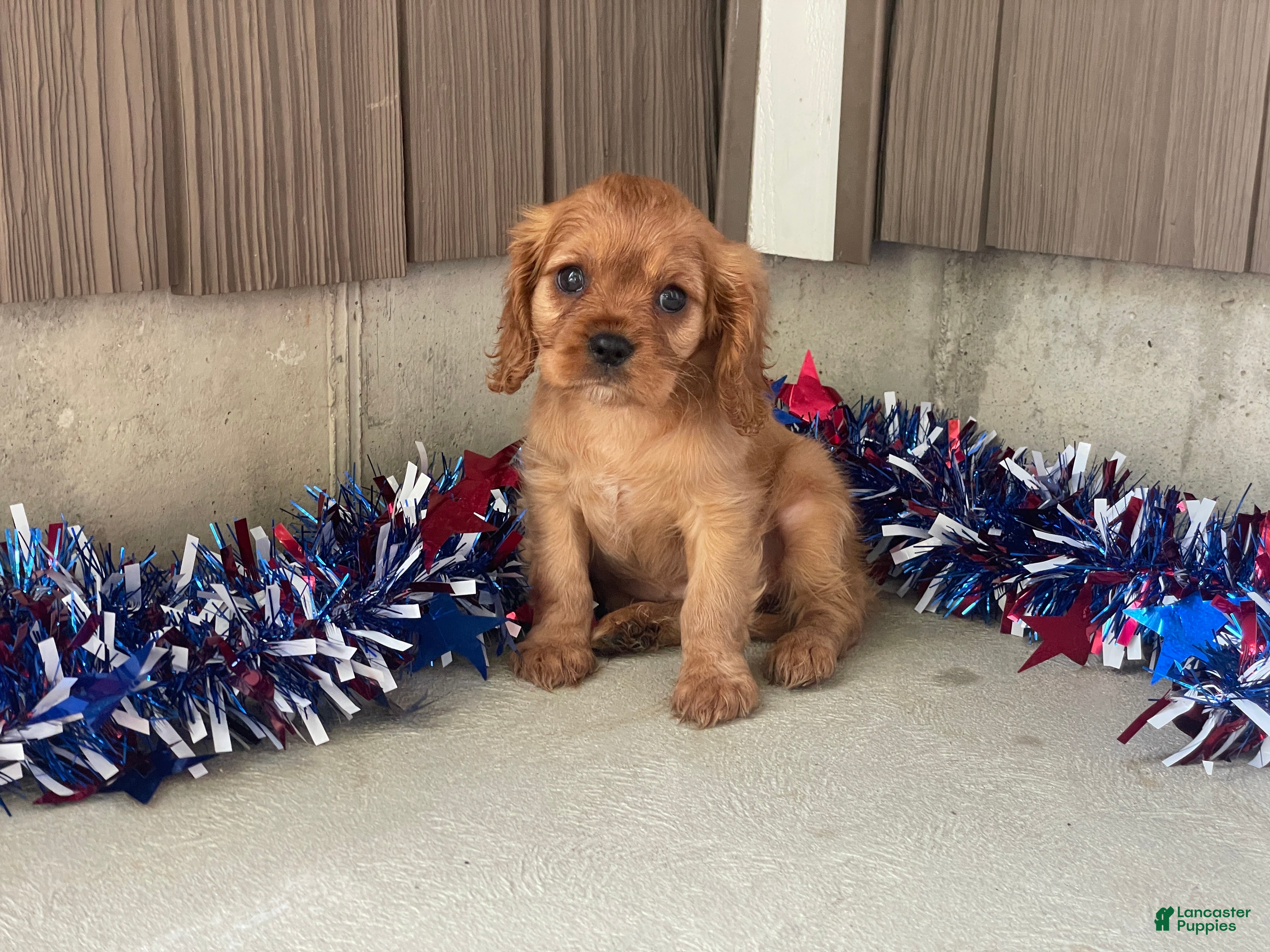 Cavalier King Charles Spaniel dogs Helen Cavalier King Charles Spaniel  - Ad 1