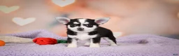 Chihuahua dogs for sale: MARY JO - Ad 9