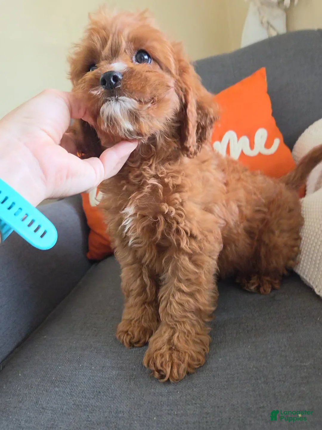 Cavapoo dogs for sale: Luke - Ad 2