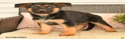 German Shepherd dogs for sale: Sabrina - Ad 3