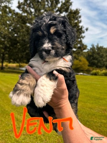 Bernedoodle dogs Venti - Ad 42
