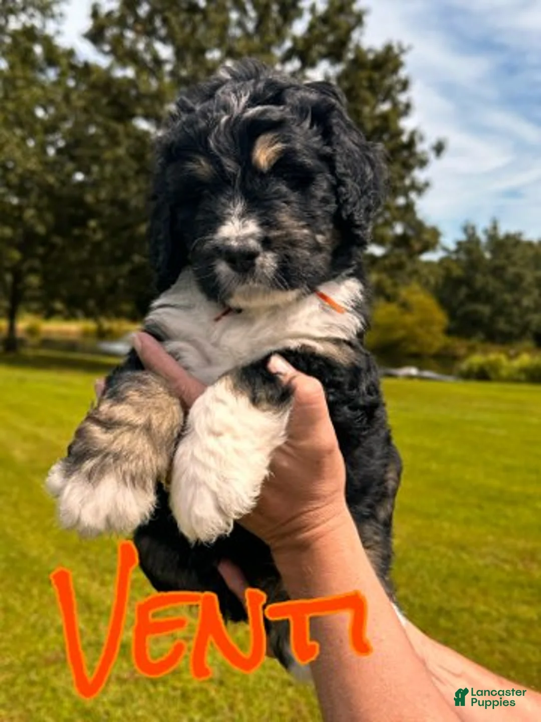 Bernedoodle dogs for sale: Venti - Ad 1