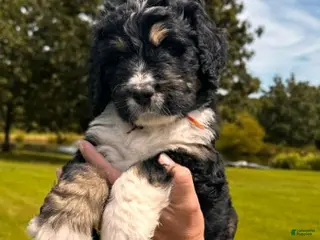 Bernedoodle dogs Venti - Ad 32