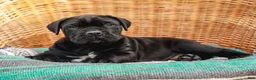 Cane Corso dogs for sale: Jett (Champion Bloodline) - Ad 4