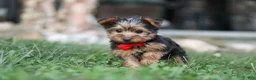 Yorkshire Terrier dogs for sale: Bo - Ad 3