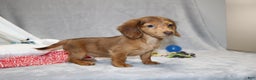 Miniature Dachshund dogs for sale: Archie  - Ad 8