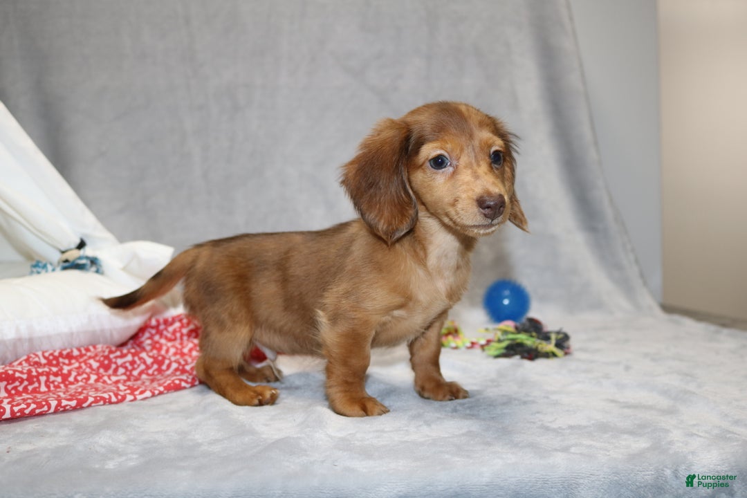 Miniature Dachshund dogs for sale: Archie  - Ad 8