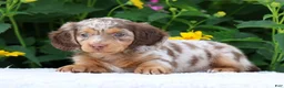 Miniature Dachshund dogs for sale: Bennett - Ad 2