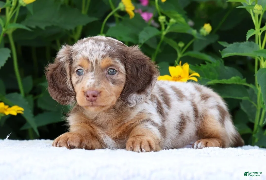 Miniature Dachshund dogs for sale: Bennett - Ad 2