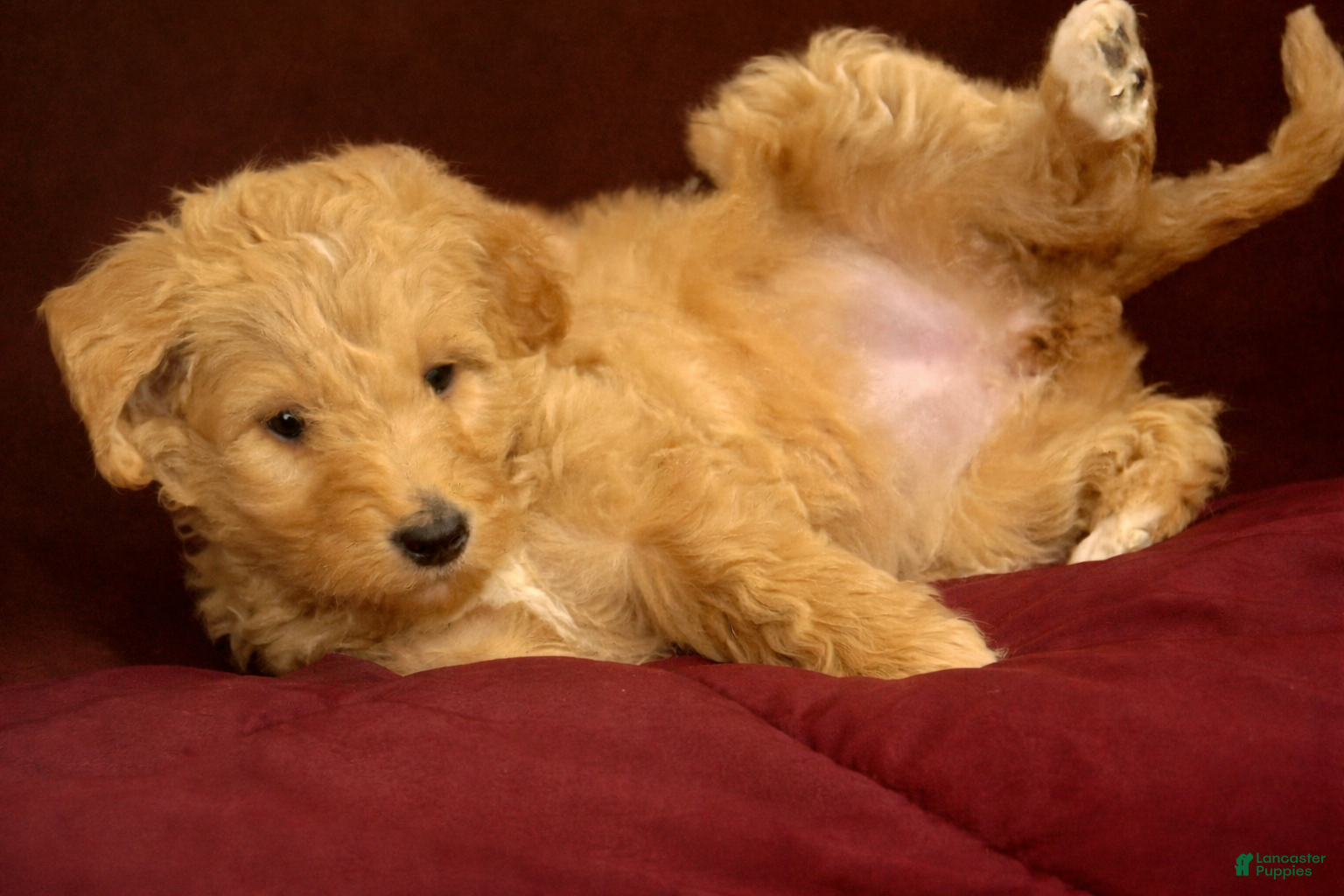 Goldendoodle dogs Orange  - Ad 28