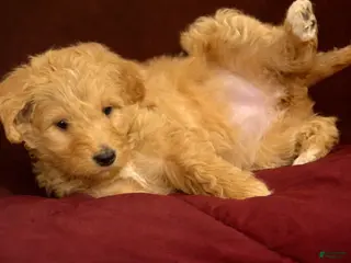 Goldendoodle dogs Orange - Ad 28