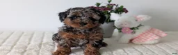 Toy Poodle dogs for sale: Zion - Ad 13