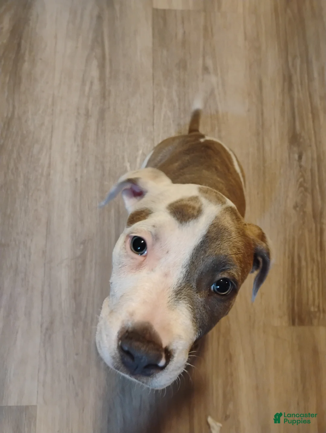 American Pit Bull Terrier dogs for sale: American Pit Bull Terrier 5 - Ad 2