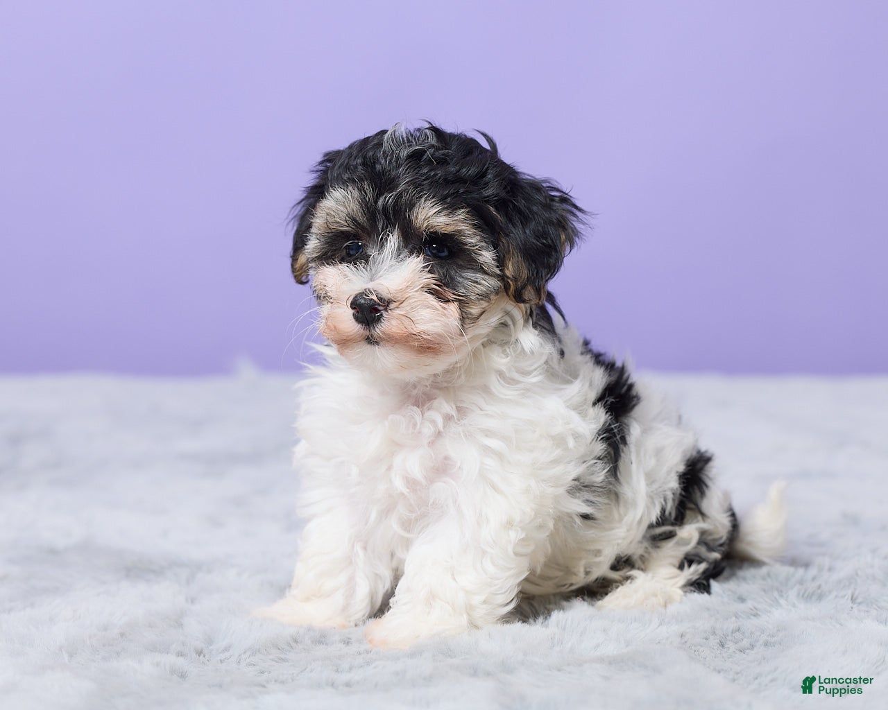 Maltipoo dogs Hannah - Ad 2