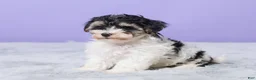 Maltipoo dogs for sale: Hannah - Ad 2