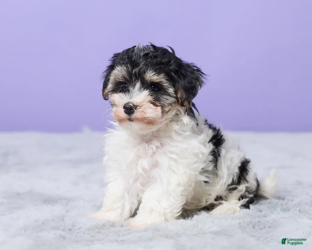 Maltipoo dogs for sale: Hannah - Ad 2