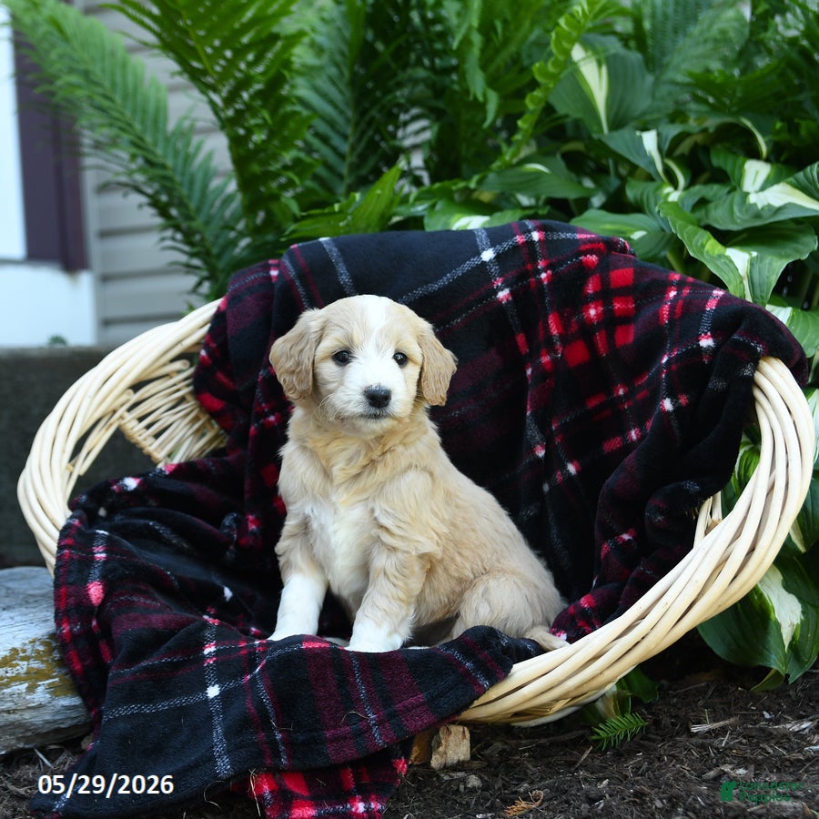 Goldendoodle dogs Ivy - Ad 1